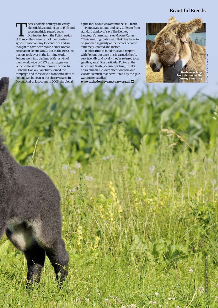 Your Horse Preview Pages