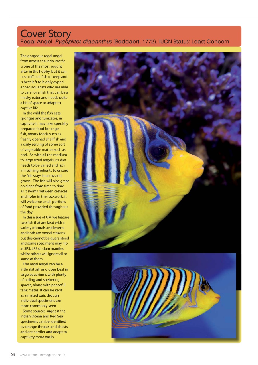 UltraMarine Magazine Preview Pages