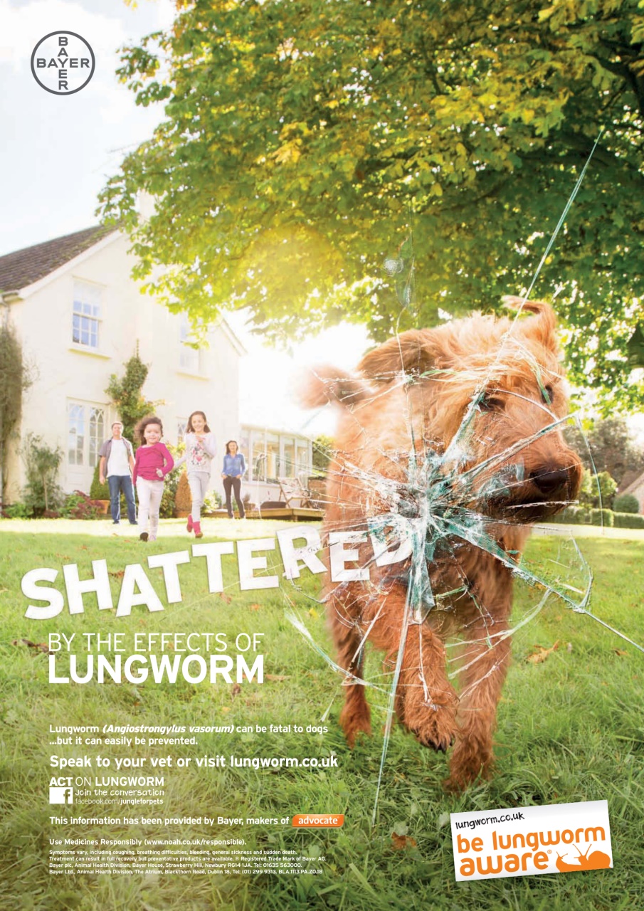 Your Dog Preview Pages