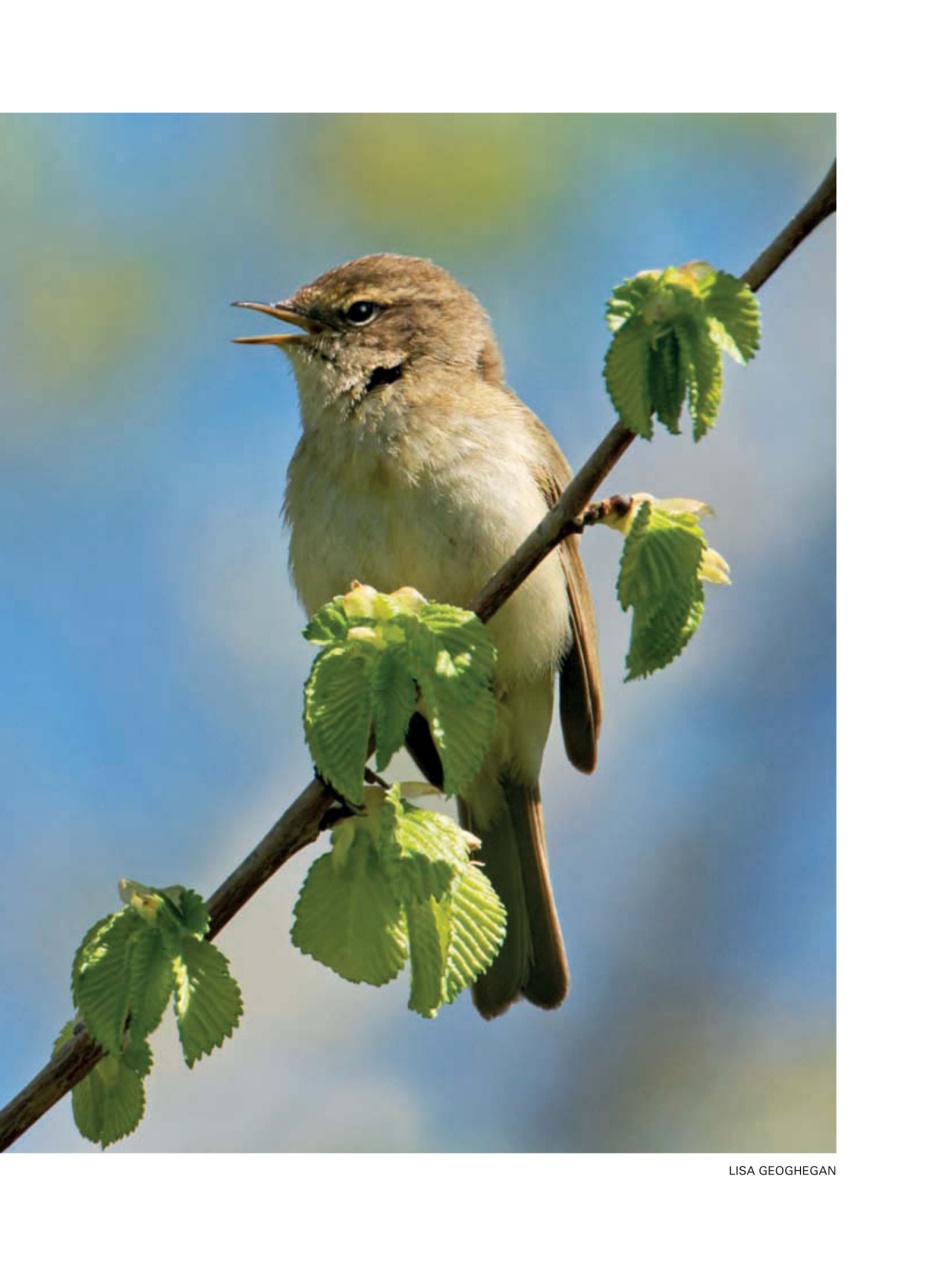 Evergreen Preview Pages