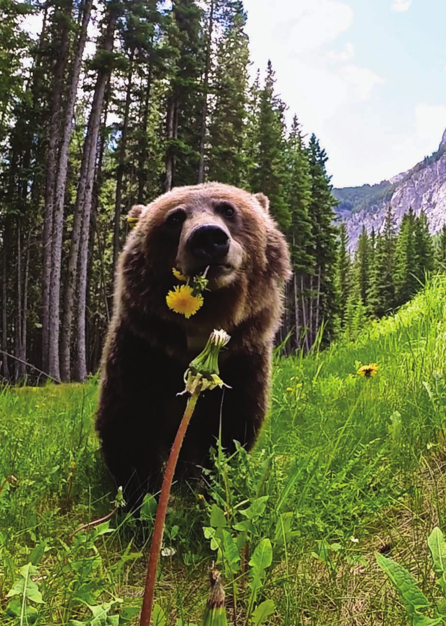 Canadian Geographic Preview Pages