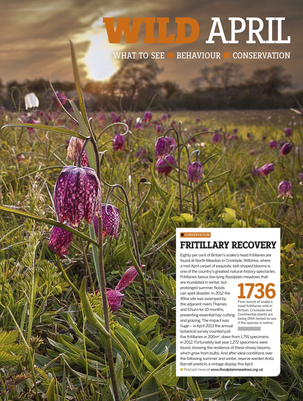 BBC Wildlife Magazine Preview Pages