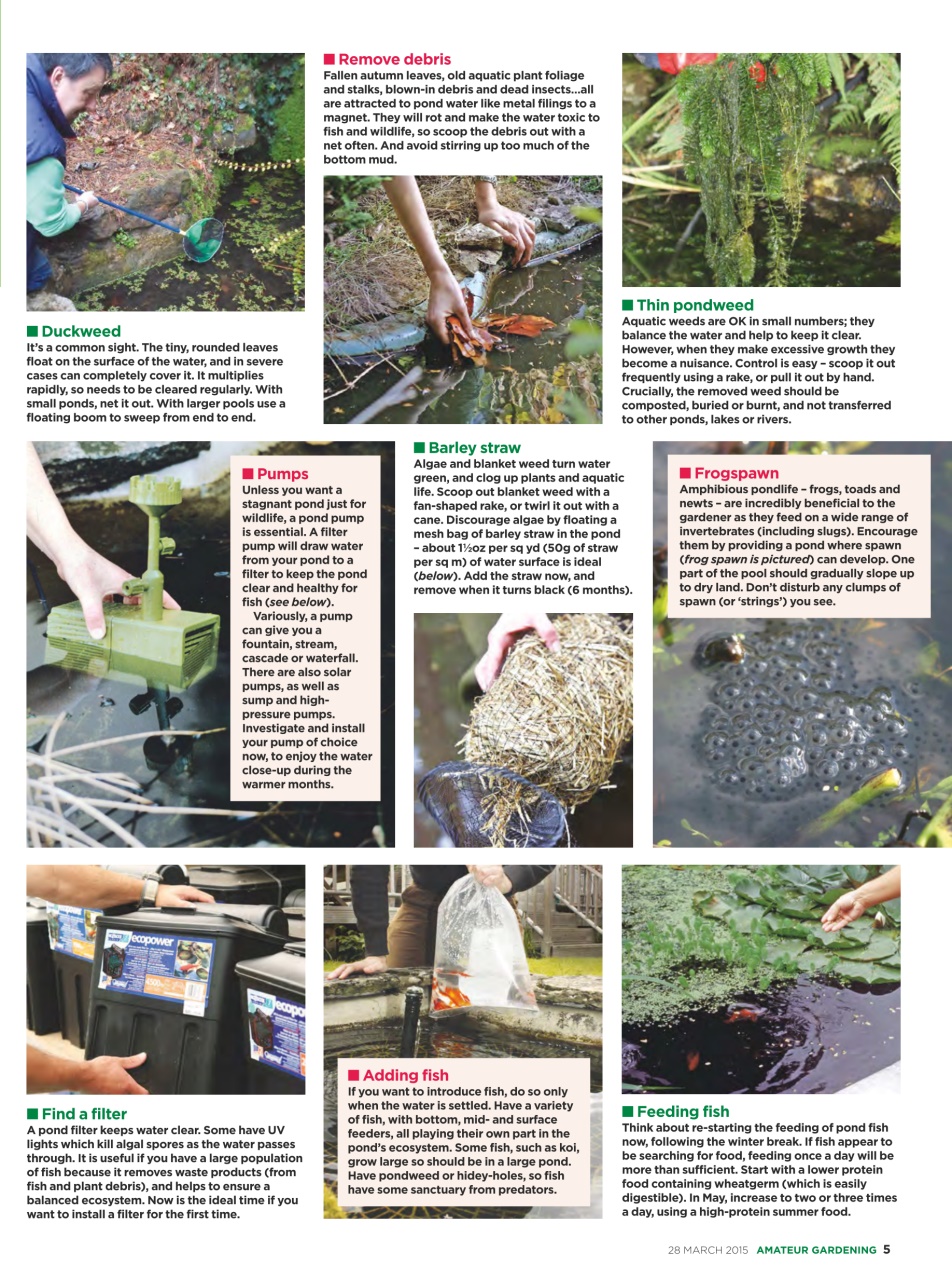 Amateur Gardening Preview Pages