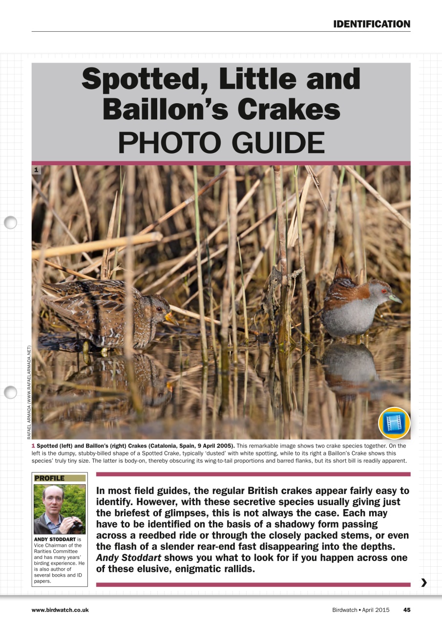 Birdwatch Magazine Preview Pages