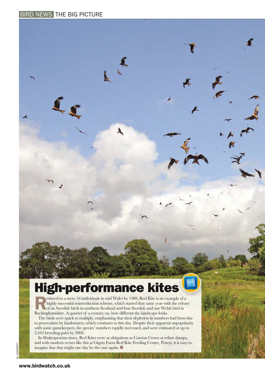 Birdwatch Magazine Preview Pages