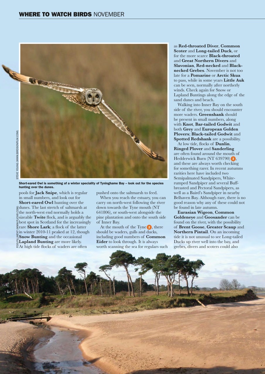 Birdwatch Magazine Preview Pages