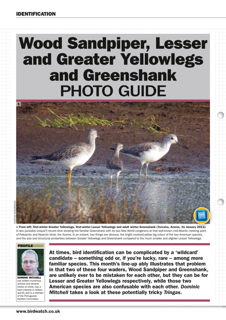 Birdwatch Magazine Preview Pages