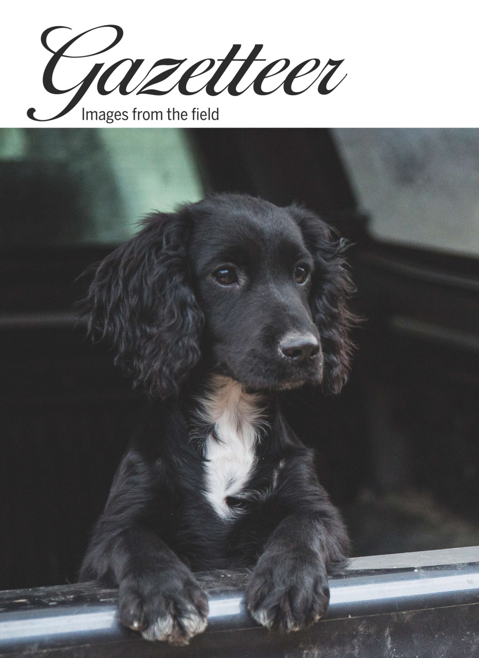 Shooting Gazette Preview Pages