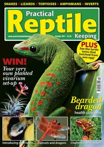 Practical Reptile Keeping issue No.29 Bearded Health