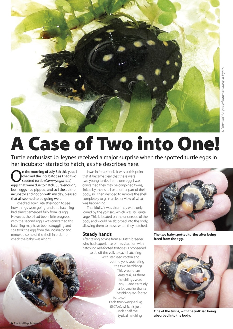 Practical Reptile Keeping Preview Pages