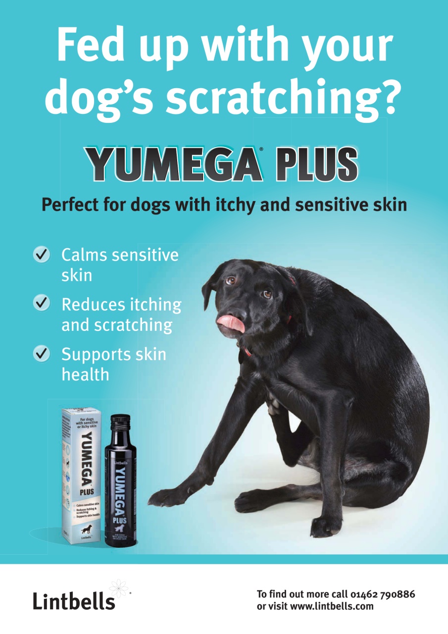 Your Dog Preview Pages