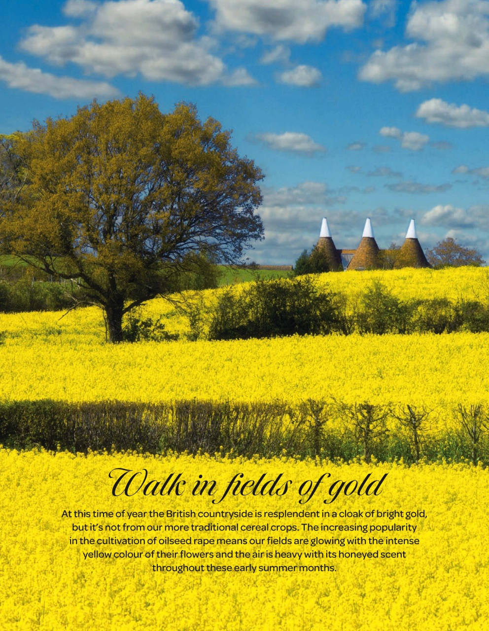 LandLove Magazine Preview Pages