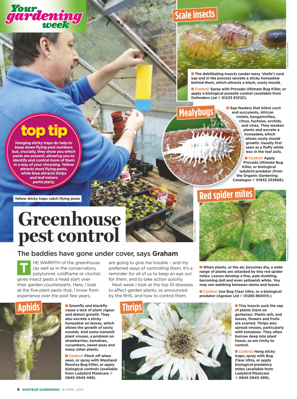 Amateur Gardening Preview Pages