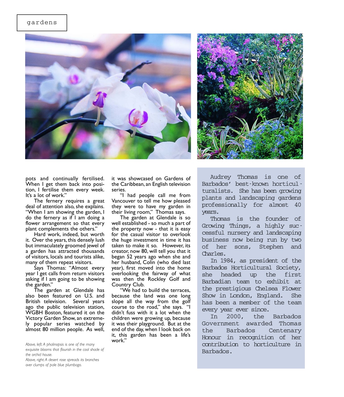 Island Life Preview Pages