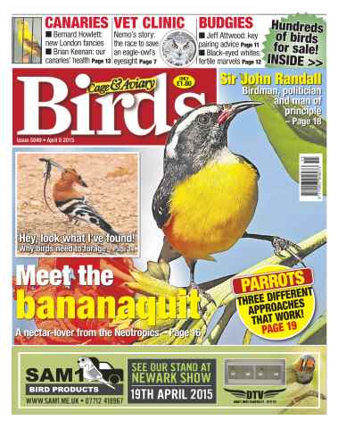 Cage & Aviary Birds issue No.5849 Meet the Bananaquit