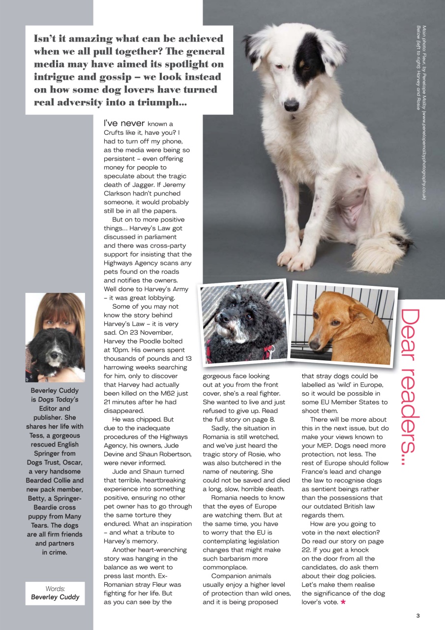 Dogs Today Magazine Preview Pages