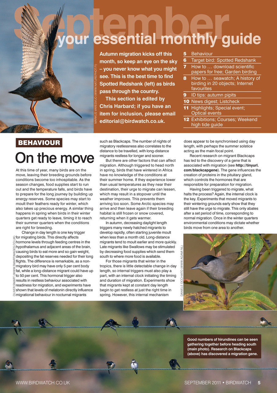 Birdwatch Magazine Preview Pages