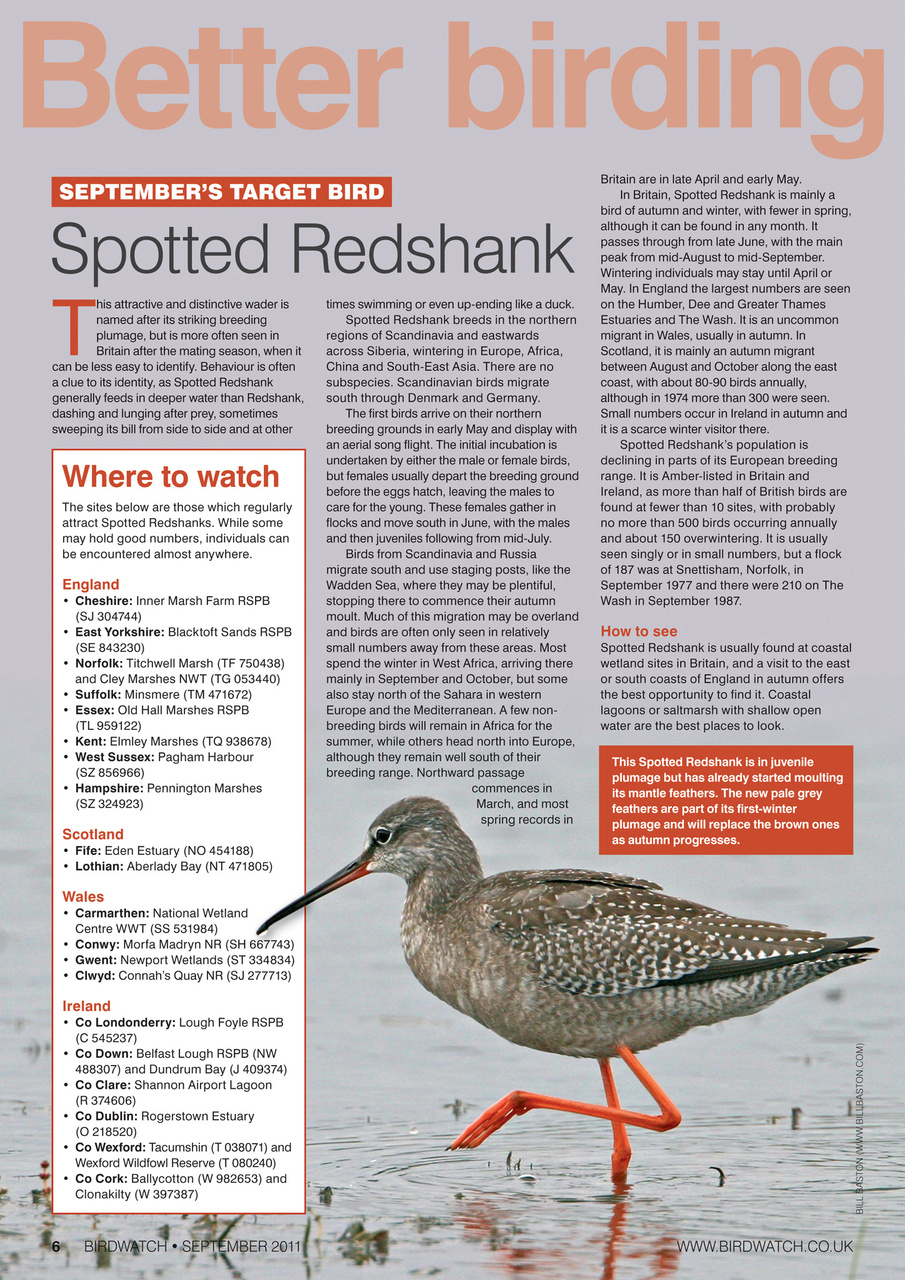 Birdwatch Magazine Preview Pages