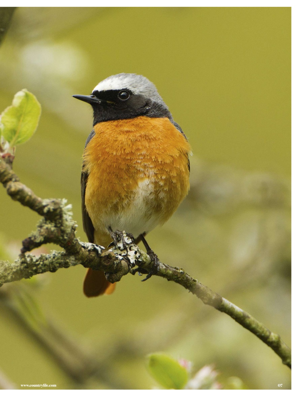 BBC Countryfile Magazine Preview Pages