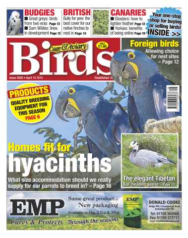 Cage & Aviary Birds issue No.5850 Home Fit For Hyacinths