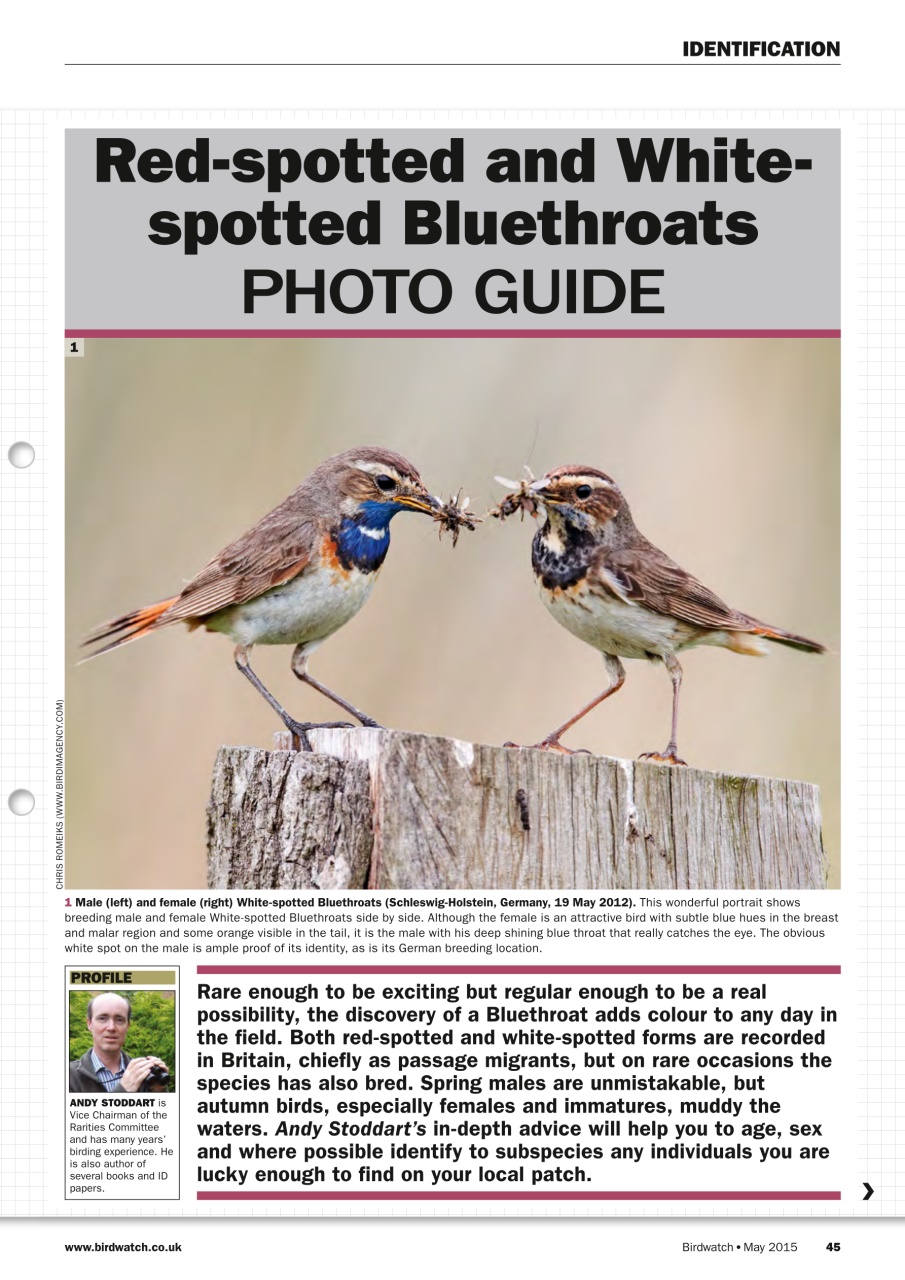 Birdwatch Magazine Preview Pages