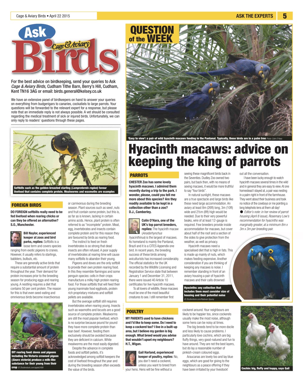 Cage & Aviary Birds Preview Pages