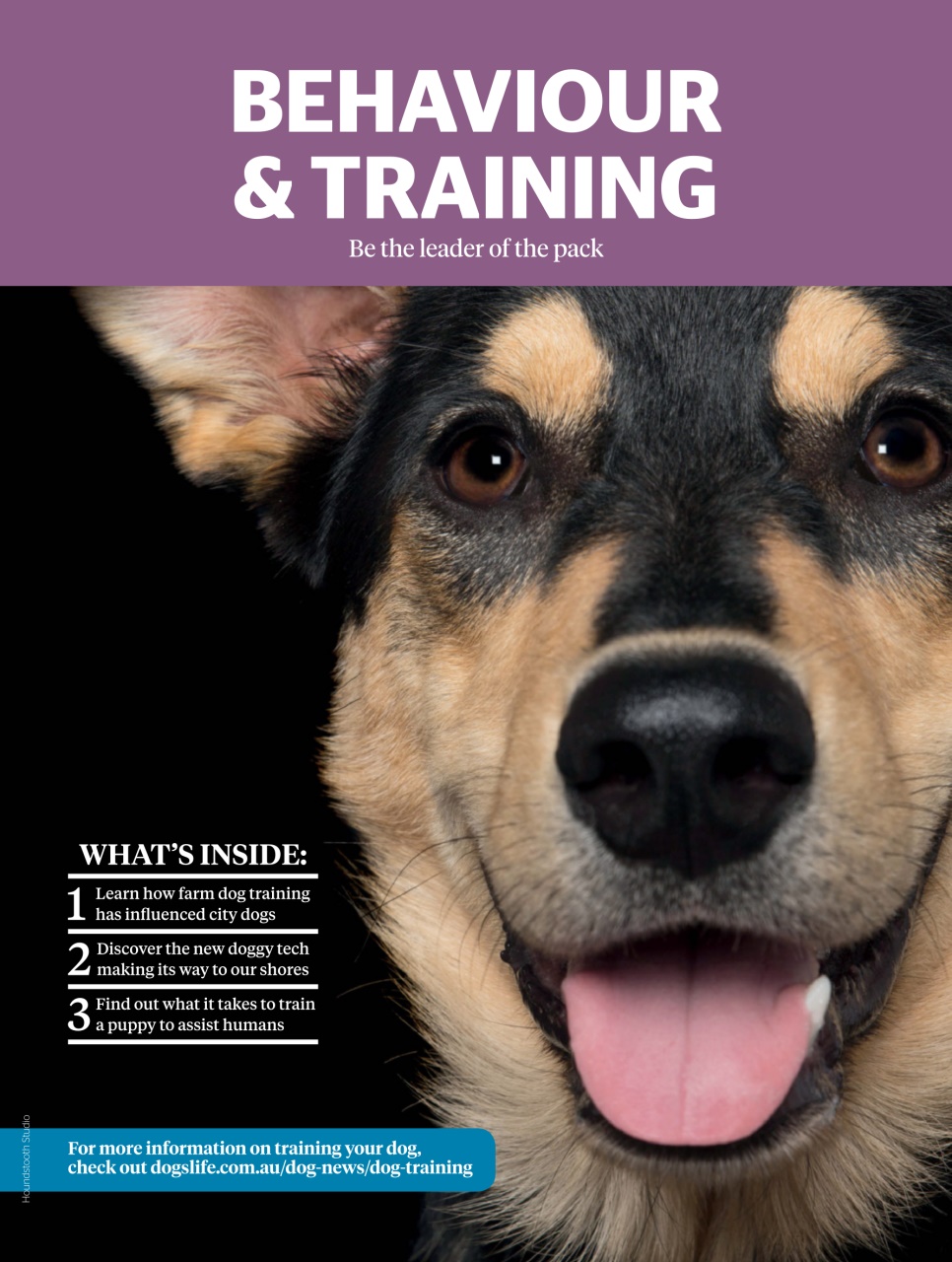 Dogs Life Preview Pages