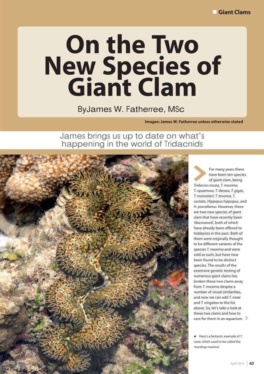 UltraMarine Magazine Preview Pages