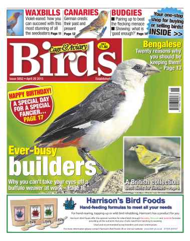 Cage & Aviary Birds issue No.5852 Ever Busy Builder 