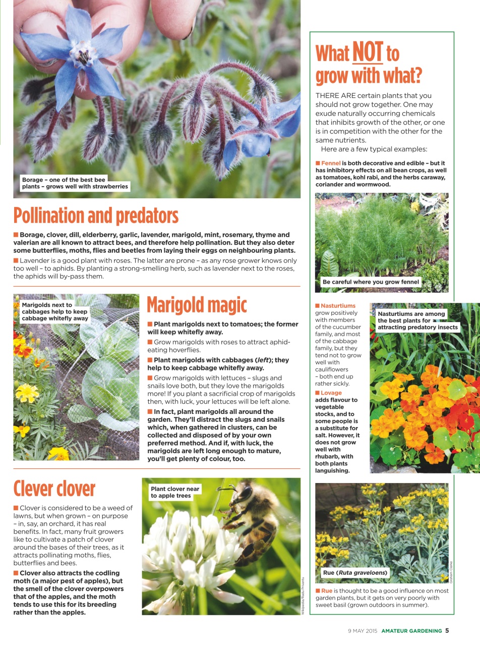 Amateur Gardening Preview Pages