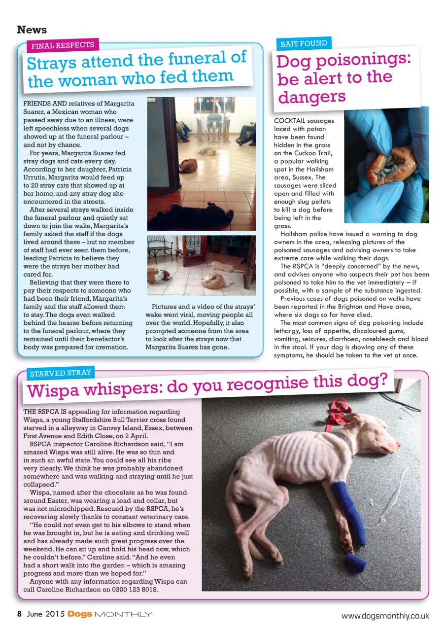 Dogs Monthly Preview Pages