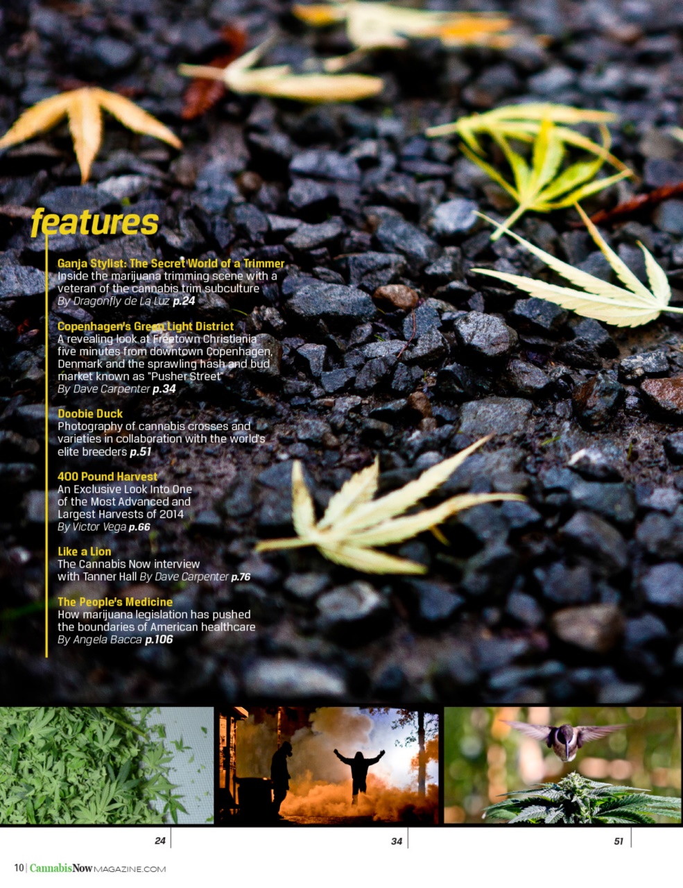 Cannabis Now Preview Pages