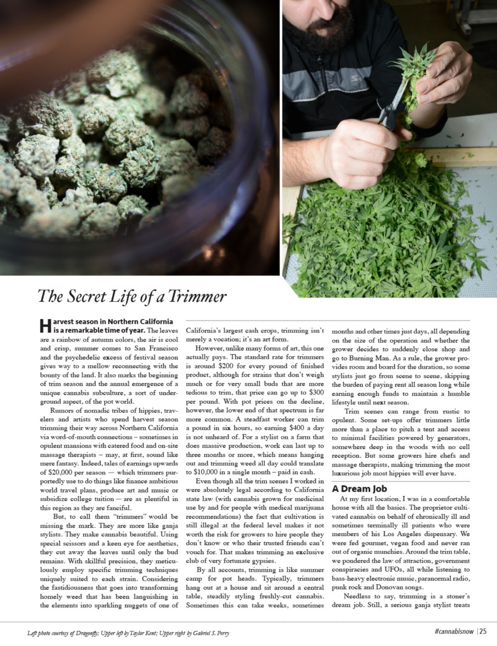 Cannabis Now Preview Pages
