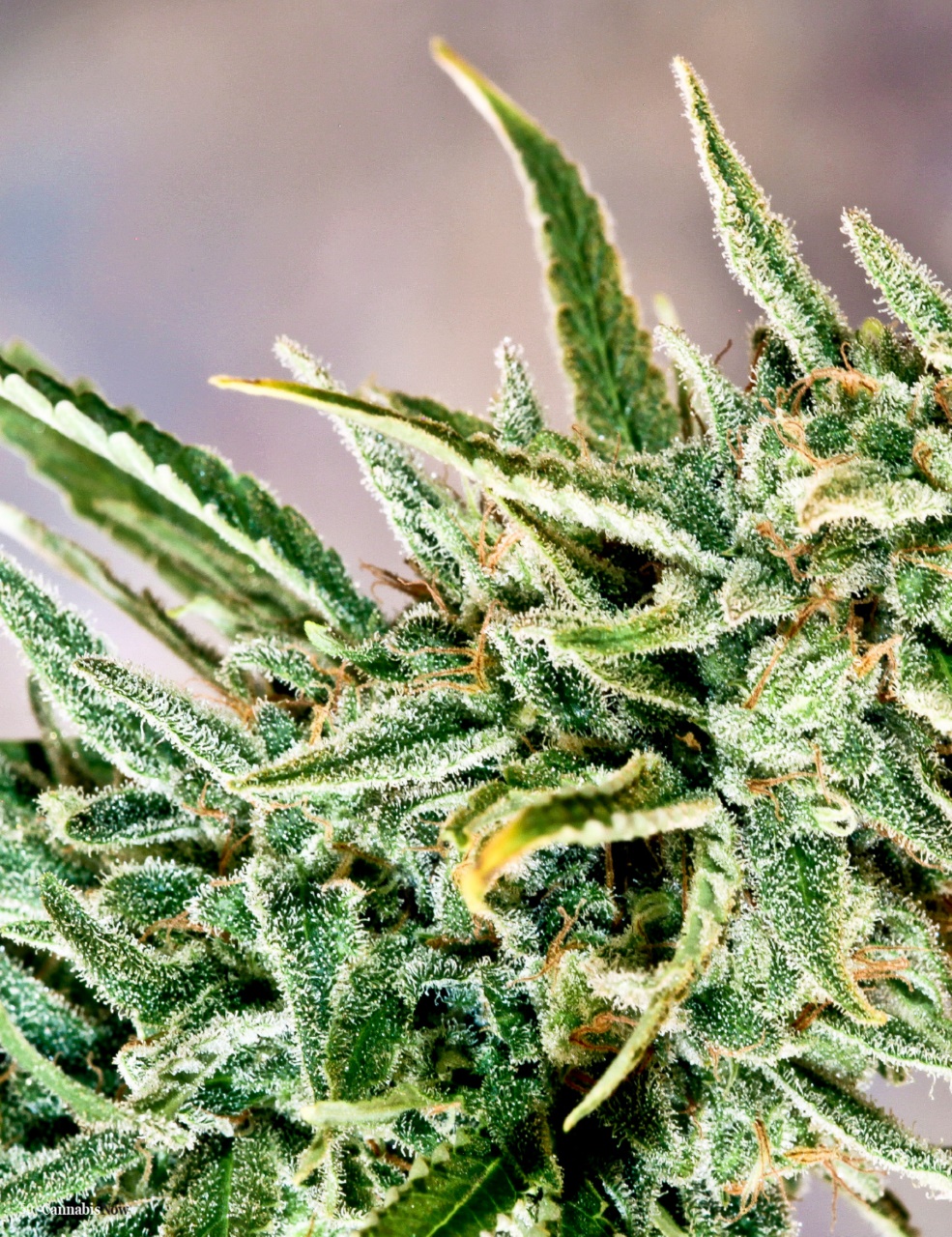 Cannabis Now Preview Pages