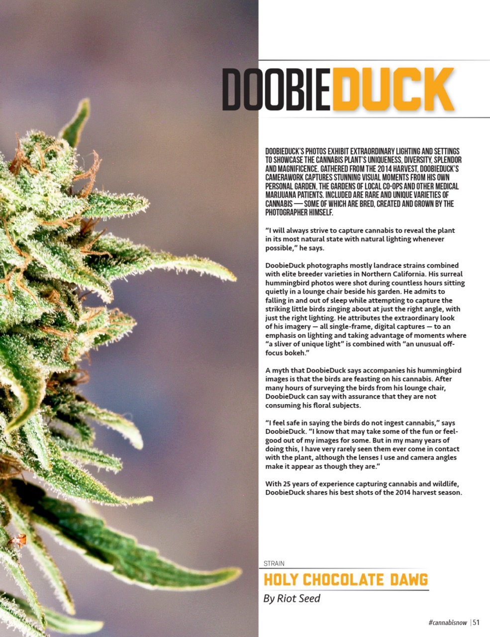 Cannabis Now Preview Pages