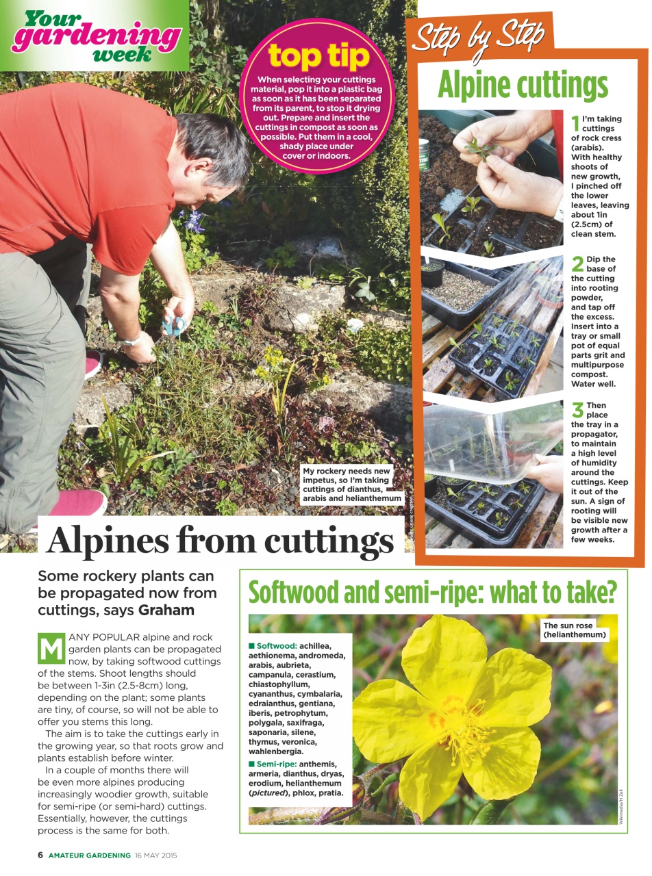 Amateur Gardening Preview Pages
