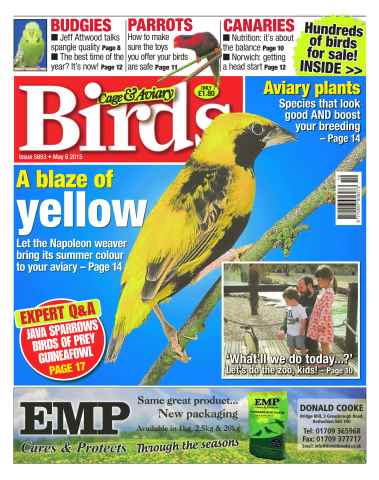 Cage & Aviary Birds issue No.5853 A Blaze of Yellow
