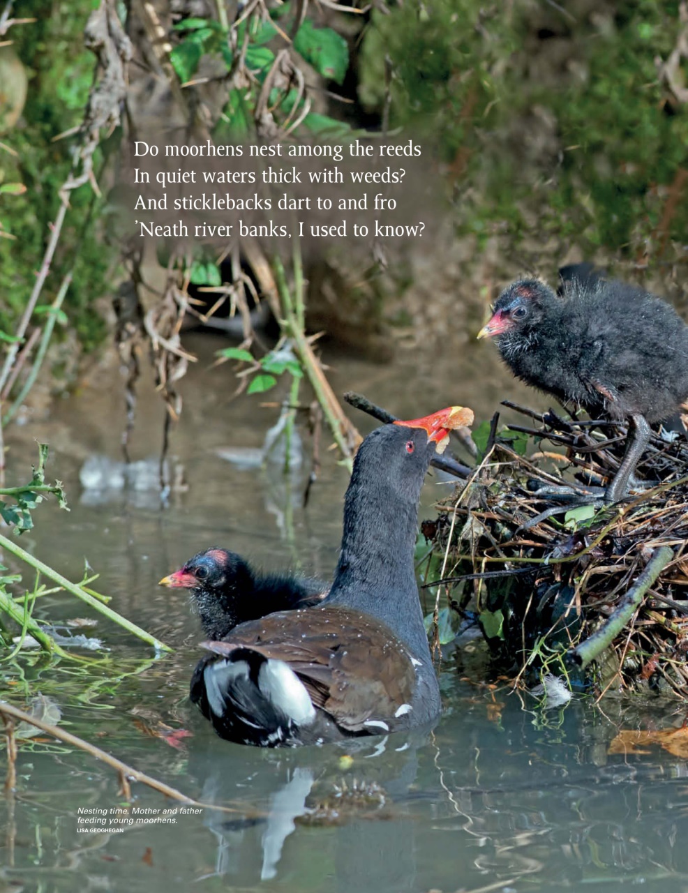 This England Preview Pages