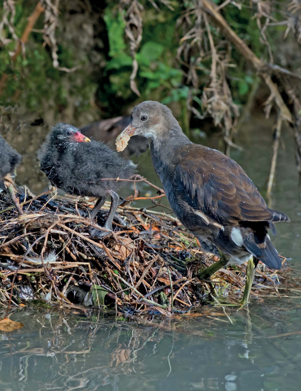 This England Preview Pages