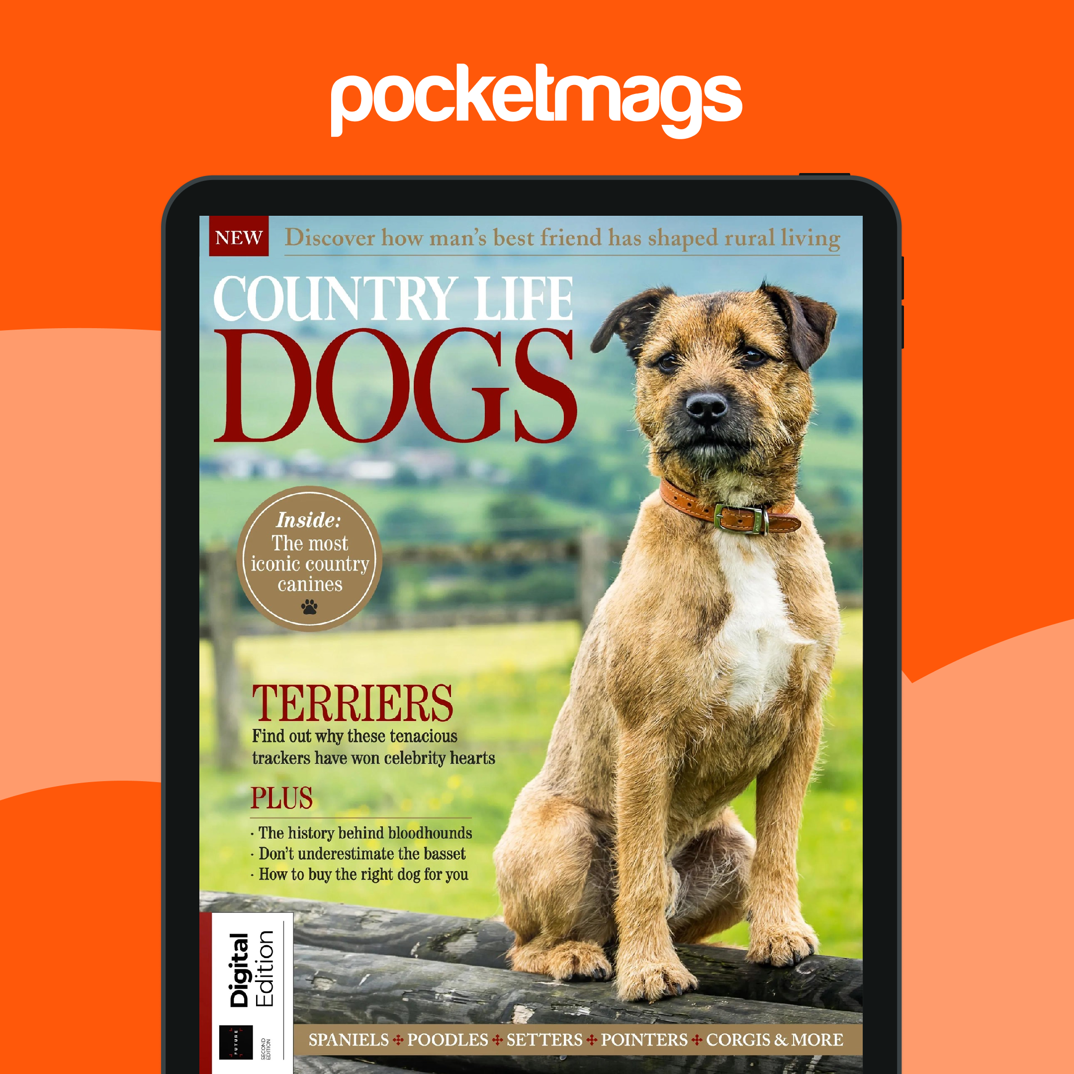 Terrier Border Union Dog Show Country Life Bookazine Country Life