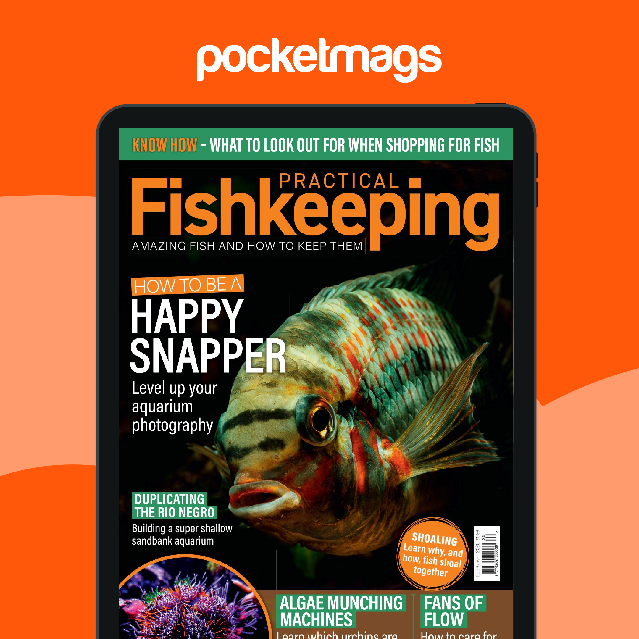 Fish Tank Ideas - Practical Fishkeeping FISH TANK会報 25~115BUCK