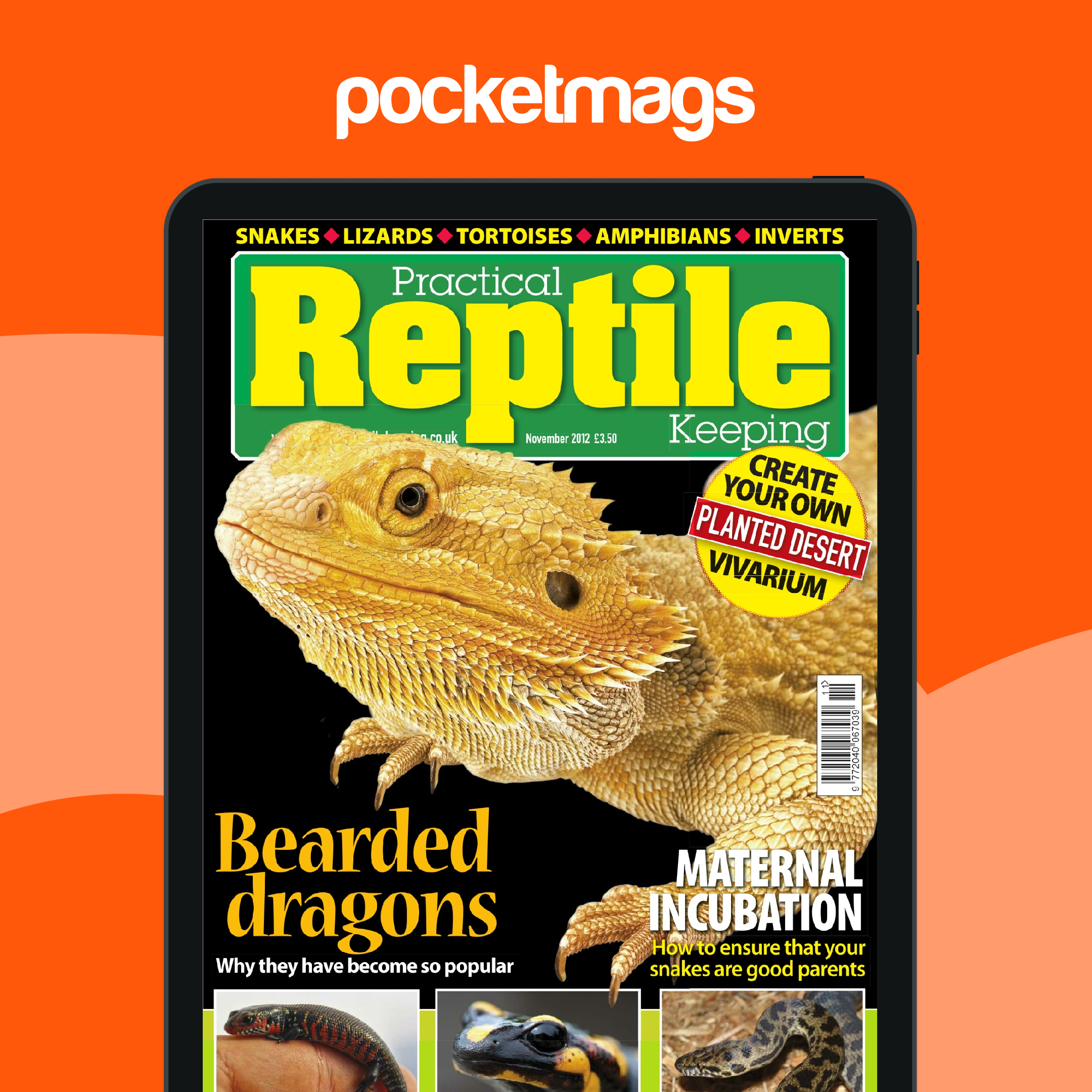 Practical Reptile Keeping Magazine - No.42 Bearded Dragons Keeping Back ...