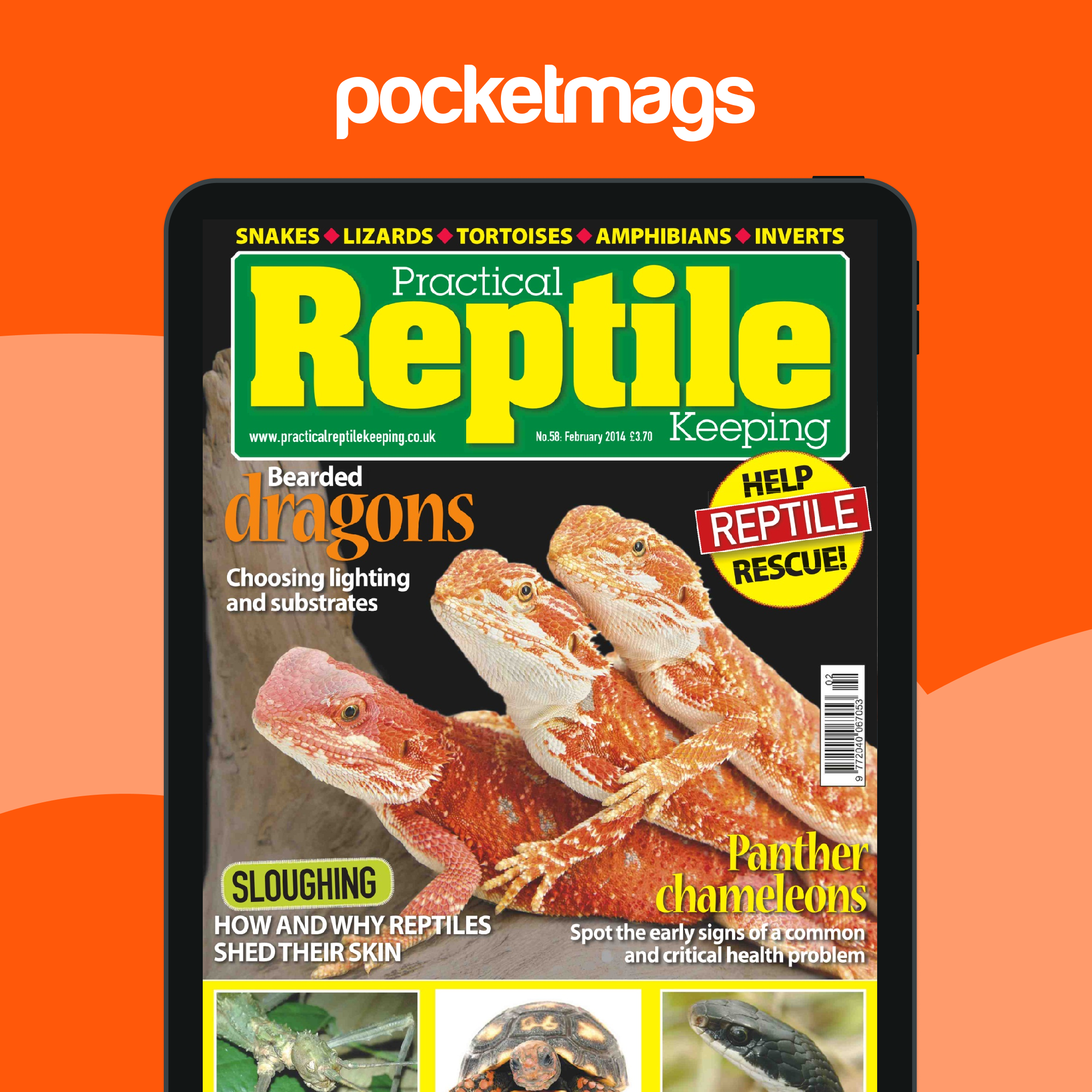 Practical Reptile Keeping Magazine - No.58 Bearded dragons - Choosing ...