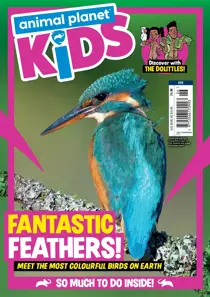 Issue 26 
                issue Issue 26