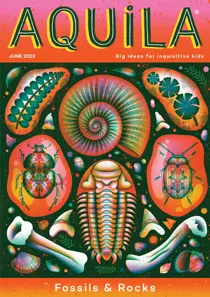 Fossils & Rocks 
                issue Fossils & Rocks