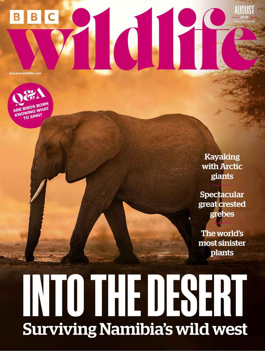 BBC Wildlife Magazine issue August 2026