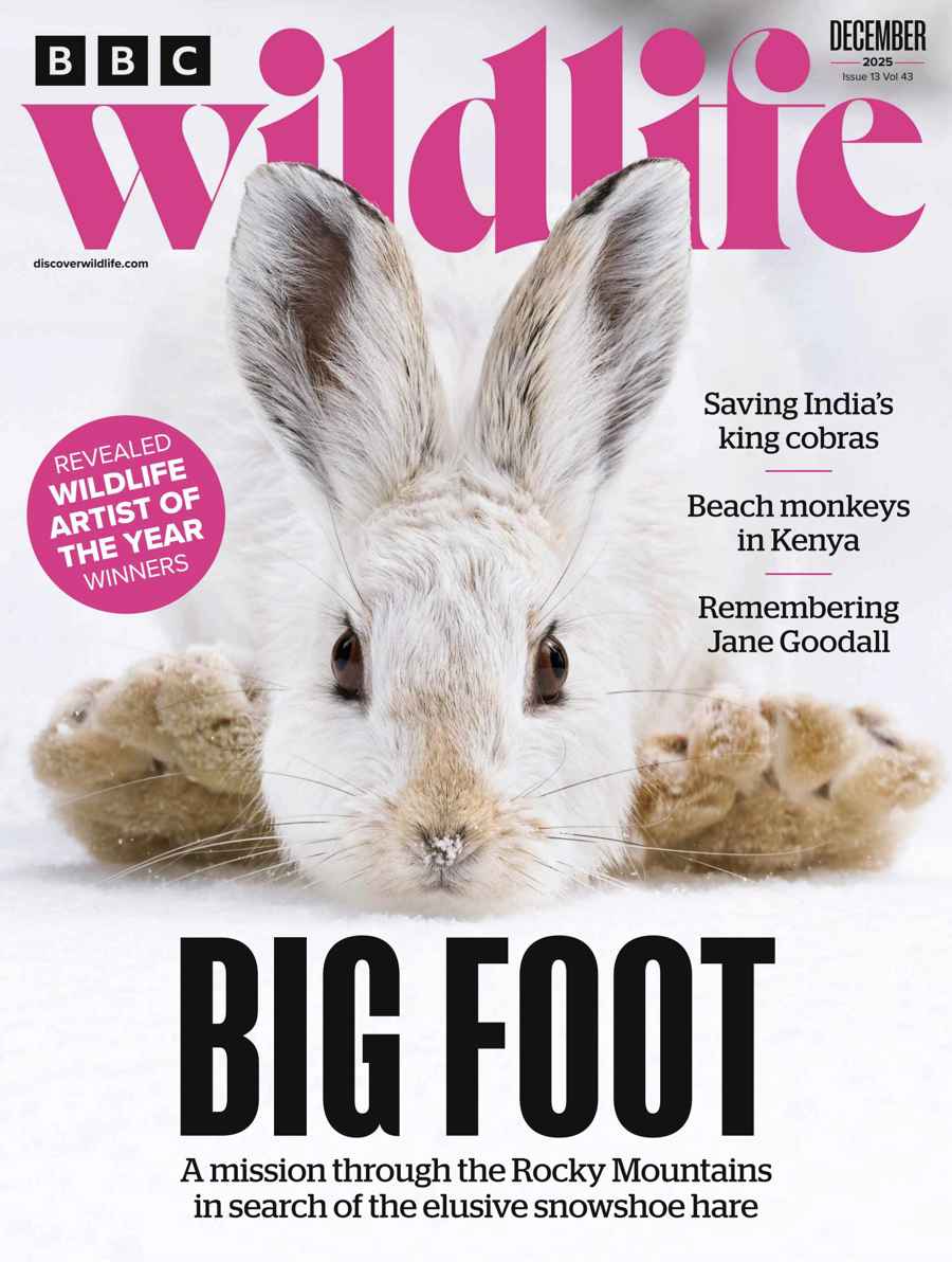 BBC Wildlife Magazine issue December 2025