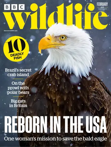 BBC Wildlife Magazine Preview