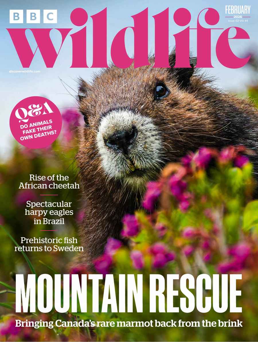 BBC Wildlife Magazine issue February 2026