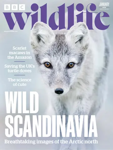 BBC Wildlife Magazine Preview